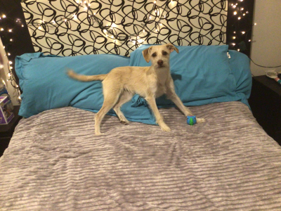 Conjunto de cama queen